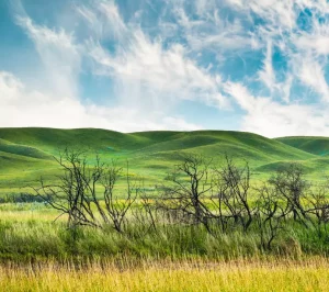 Grassland