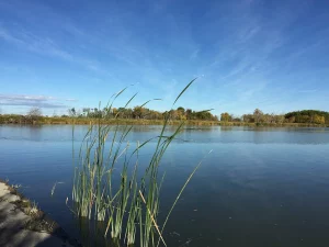 Mossey River
