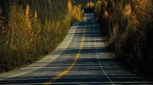 Yellowhead