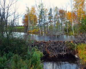 new brunswick