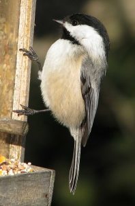ontario