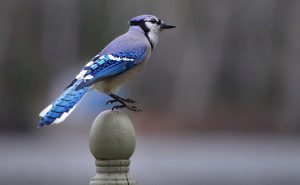 quebec