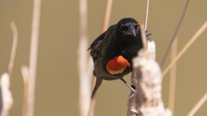 manitoba