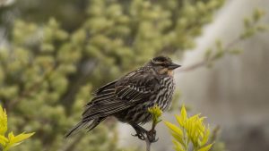 manitoba