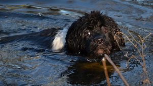 newfoundland