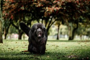 newfoundland