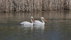 manitoba