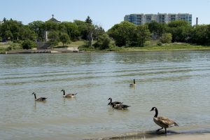 manitoba