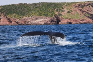 newfoundland